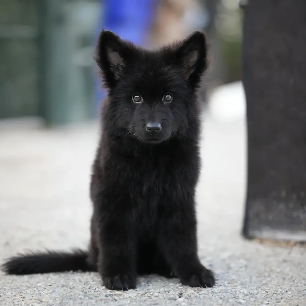 black-long-haired-german-shepherd