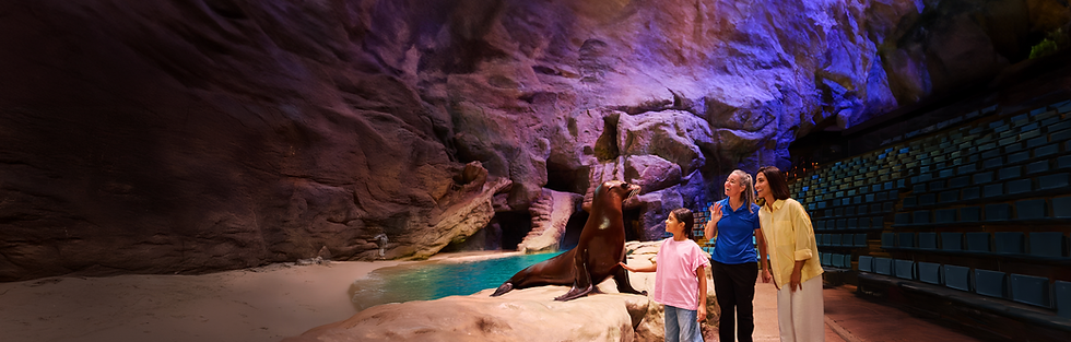 Sea lion show at Yas Island grotto with spectators
