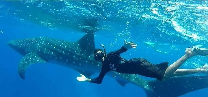 whaleshark.jpg