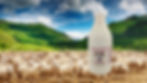 SHEEP GRAZING 9.jpg