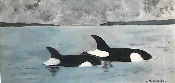 L113 Cousteau born to L94 (Calypso), her first calf, October, 2009
L-113 Cousteau was born in 2009 and named after the famous marine conservationist, inventor and photographer, Jacques Cousteau. Her mother Calypso (L94), was born in 1995, named after Jacques Cousteau's research ship. Cousteau (L-113) is a member of the L-12 matriline, being cared for by her great-grandmother Alexis (L-12), her famous uncle Mega (L-41), and her auntie Matia (L-77)
