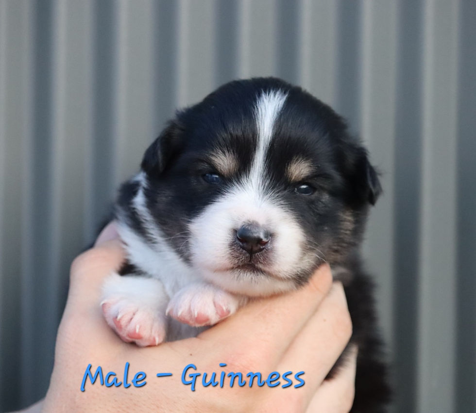 Guiness Male $4,000