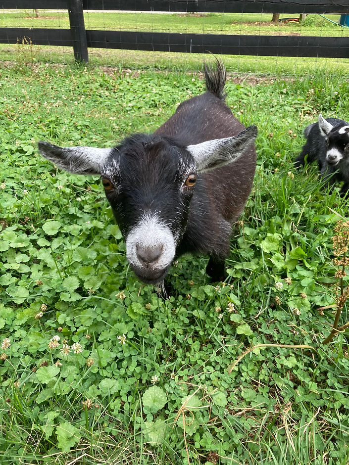 Pygmy Goats Press Play Farm