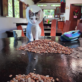 Bean sorting companion 