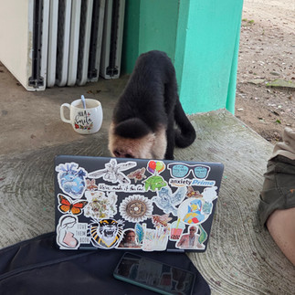 Meet Willy! Newest resident of the Finca. Friendly, as long as you don't take his cheese