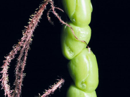 The Fates of Our Fruits