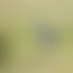 PROJECT: HOW FARMERS, LANDOWNERS, CONSERVATIONISTS, MUNICIPALITIES, AND THE PUBLIC CAN HELP SAVE BLUE CRANE CHICKS (PART 2)