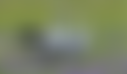 PROJECT: THE DECLINE OF BLUE CRANE CHICKS IN SOUTH AFRICA (PART 1) 