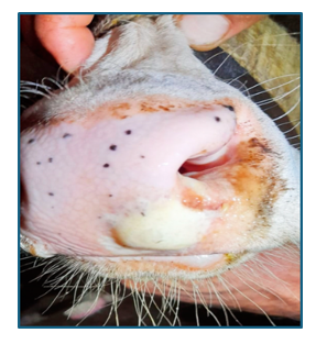 PROJECT: FOOT-AND-MOUTH DISEASE - A MAN-MADE NATIONAL BIOSECURITY FAILURE AND ITS ESCALATING CONSEQUENCES (PART 3)