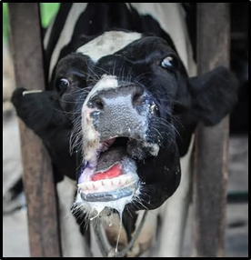 PROJECT: GOVERNMENT'S PROMISES ON FOOT-AND-MOUTH DISEASE - NO ACTION AND NO ACCOUNTABILITY (PART 4)