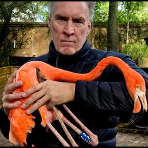 PROJECT: PUBLIC STATEMENT REGARDING THE FUTURE OF THE MIKE BOLHUIS FLAMINGO PROJECT