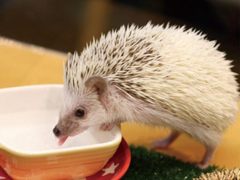 小動物 シマリス・テグーマウス・フクロモモンガ・ハリネズミ