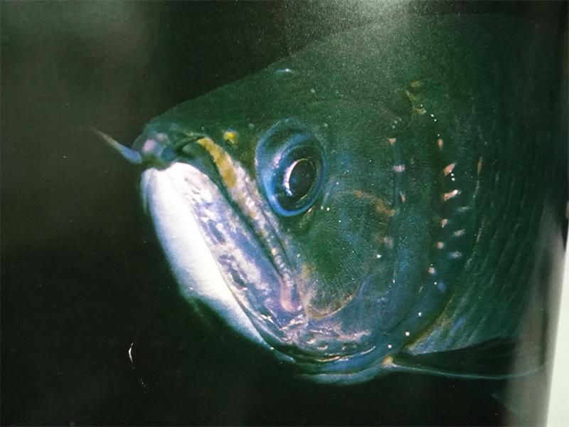 熱帯魚の引取りもいたします