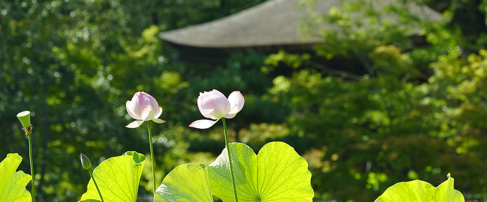 夏の寺