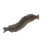 ム
