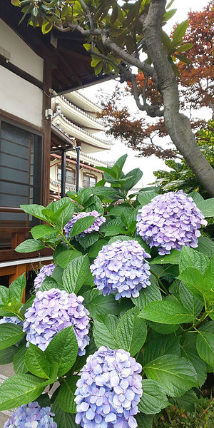 善宗寺アジサイ