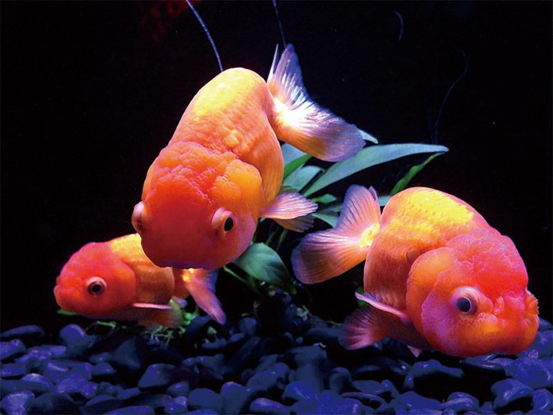 元気な金魚大集合