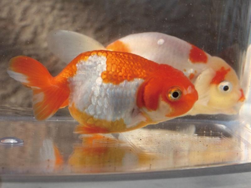 金魚