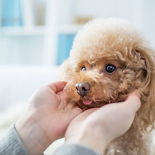 犬
