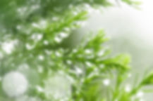 雫