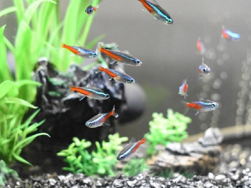 熱帯魚