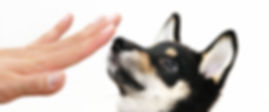 犬のしつけ