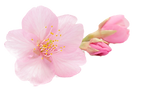 桜の花びら