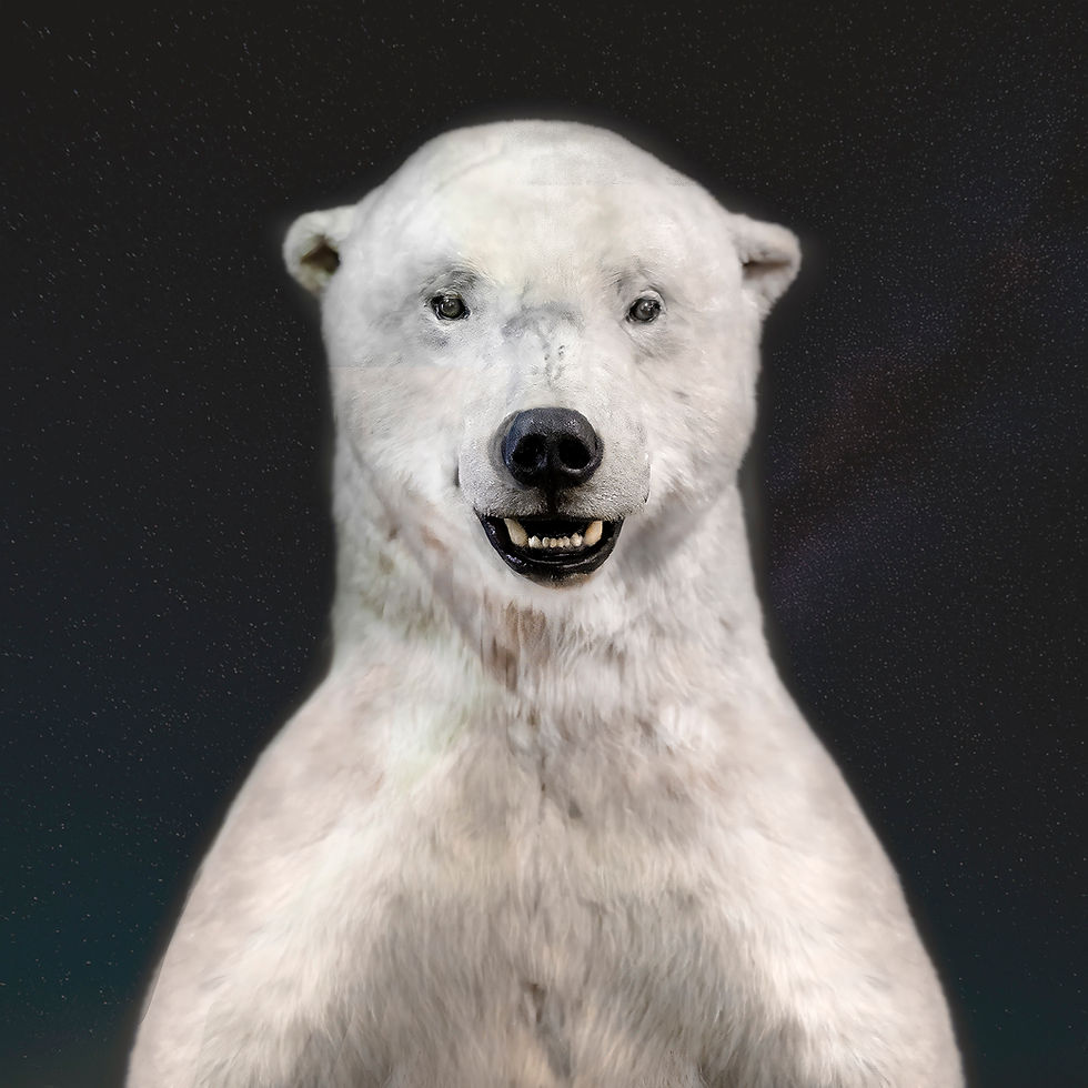 004-BESTIA-POLAR_BEAR-OURS_POLAIRE