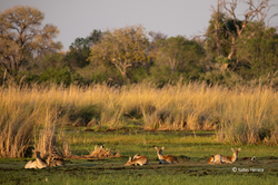 Moremi_Game_Reserve_23