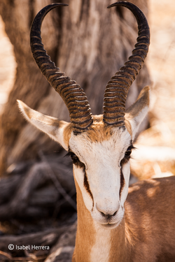 Namibia_Springbook_02