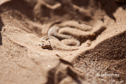 Namibia_Schlange_02