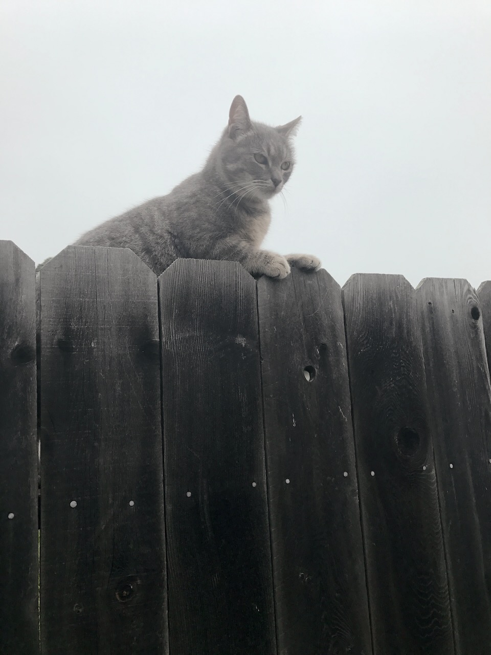 A gray cat perched on top of a dark wooden fence.