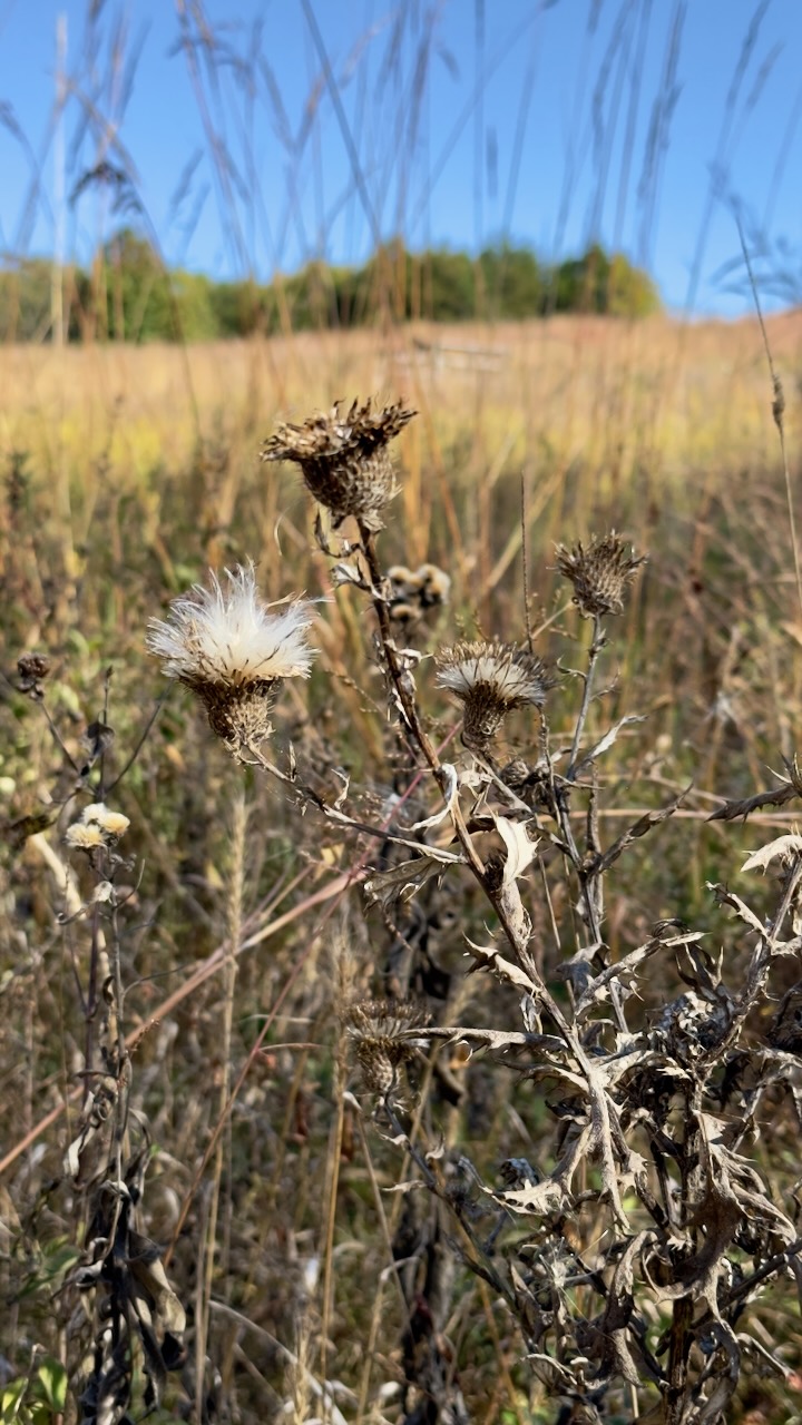 Dried field plants beneath a blue sky.