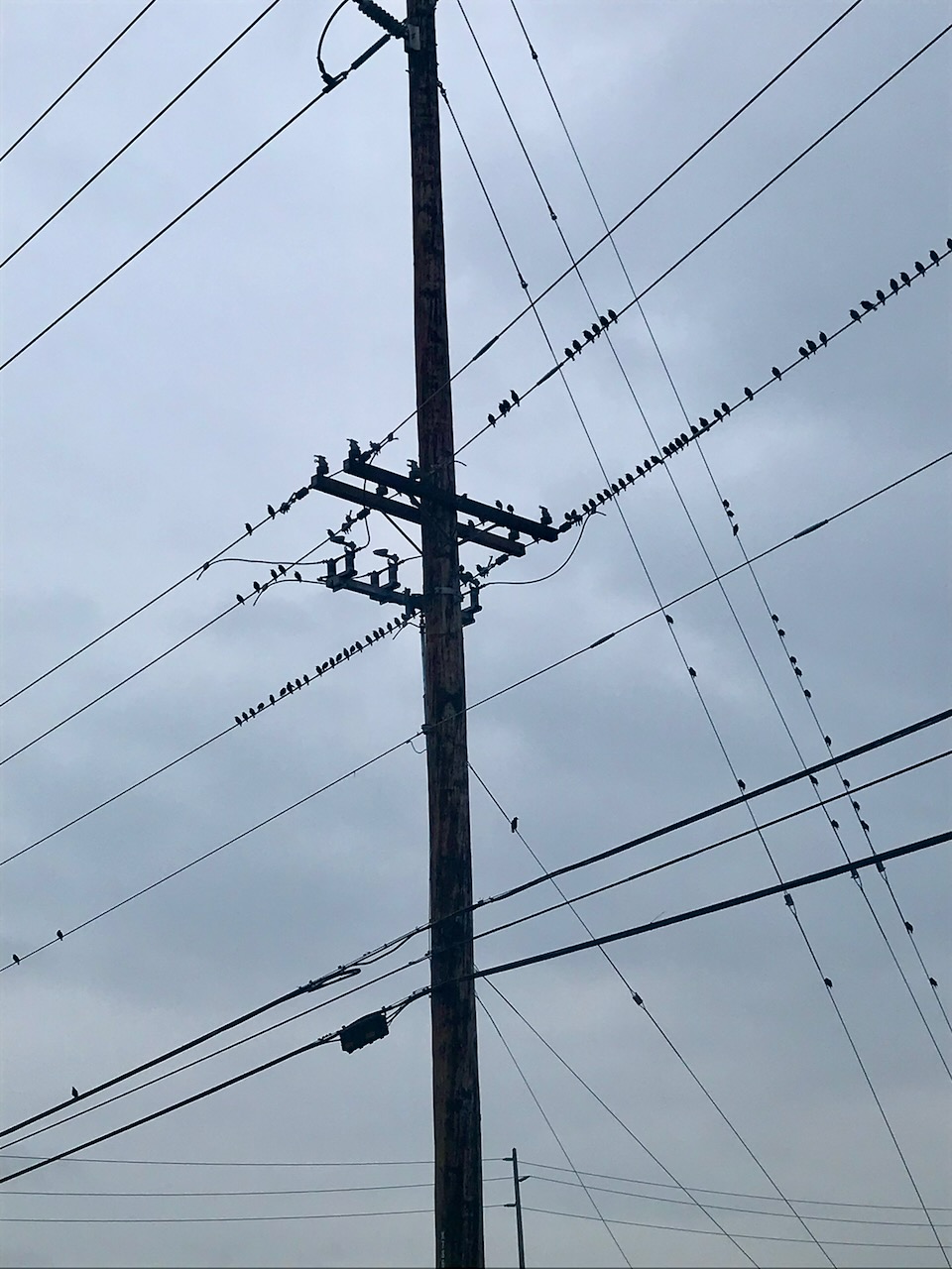 A utility pole and overhead wires against a gray sky.