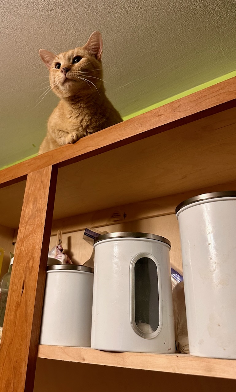An orange cat sitting on a high wooden shelf.