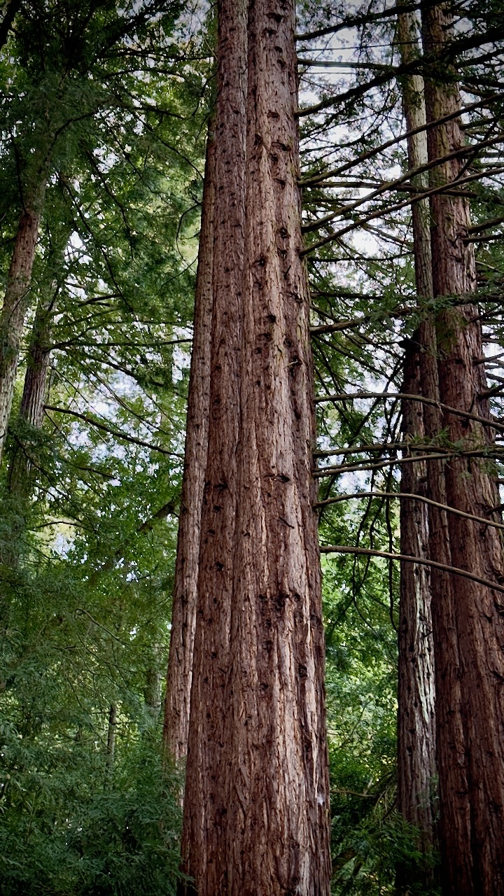 Tall trees rising vertically in a dense green forest.