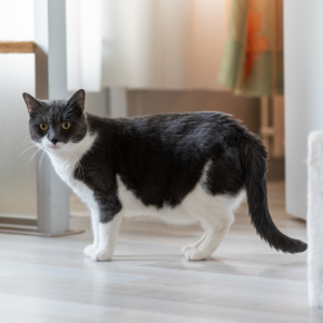 Cat & Rabbit Clinic's advice on post-covid cat obesity & separation anxiety