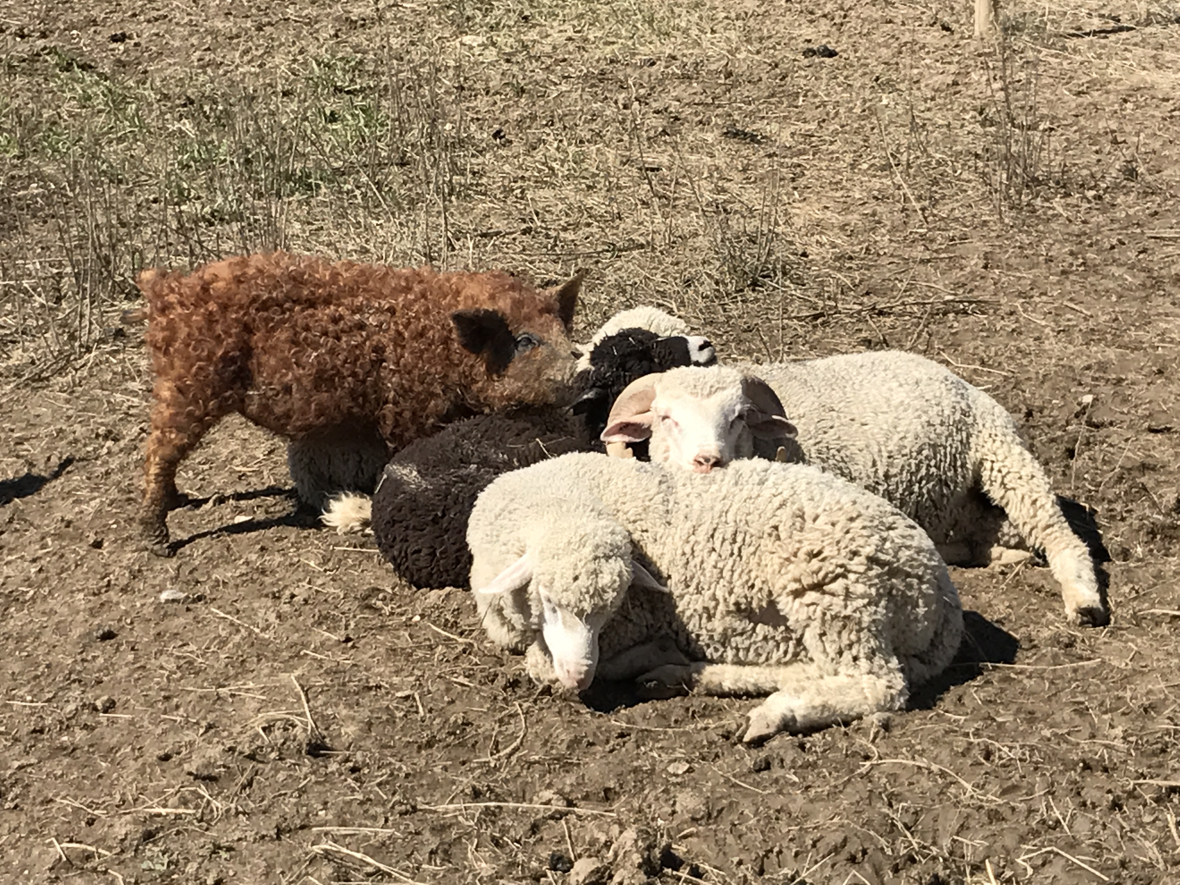 Tout Savoir Cochon Bio Mangalica Biochons Aix En Provence