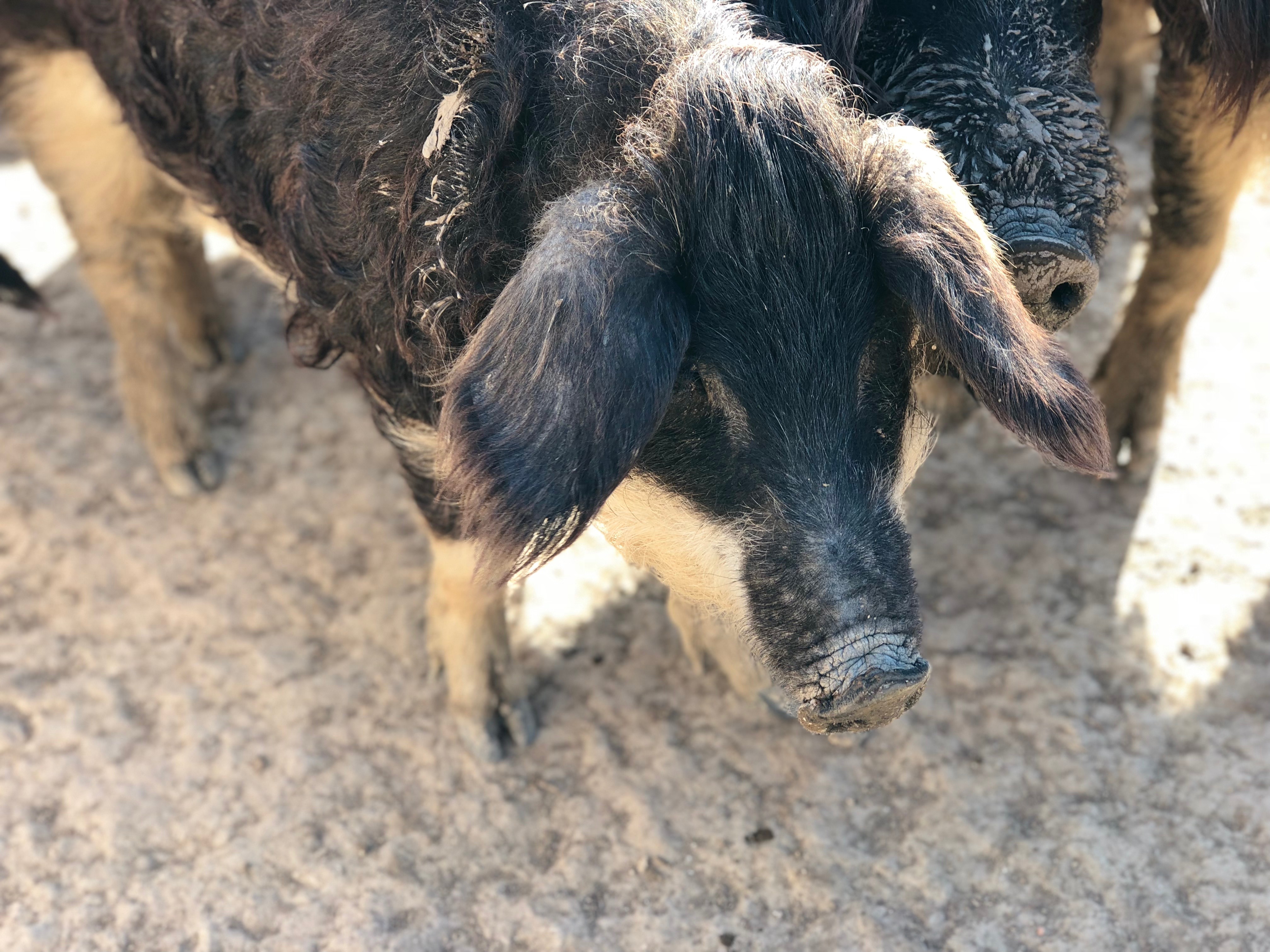 Elever Un Cochon Pour Le Manger ccvadzy