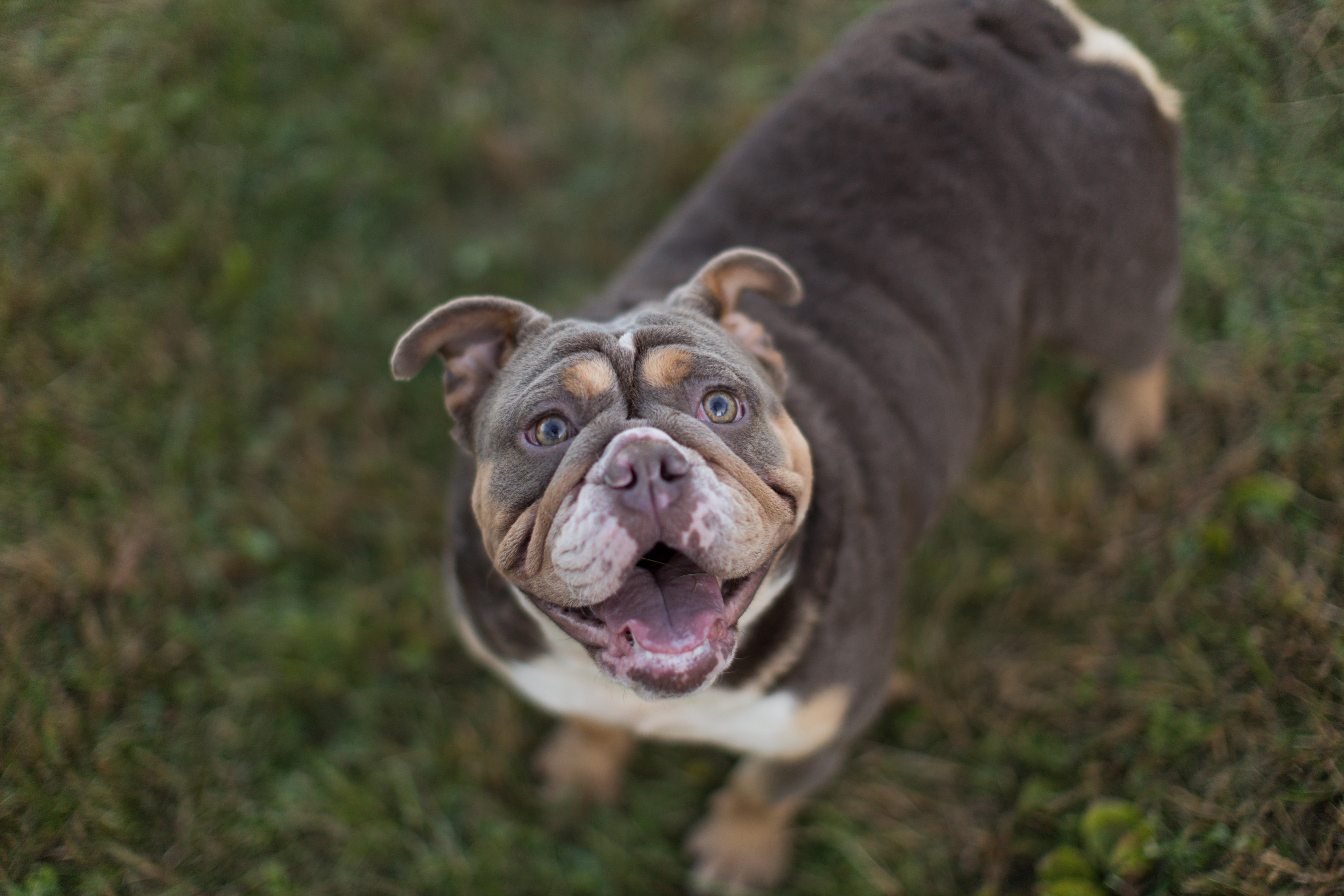 puppyfind english bulldog