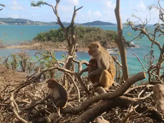 What Businesses Can Learn From Monkeys About Collaboration & Resilience 