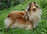 колли, collie, rough сollie, шелти, sheltie, shetland sheepdog, щенки, puppies, лавита, lavita, новосибирск, продажа, фотосъемка, собаки, хендлинг, дизайн