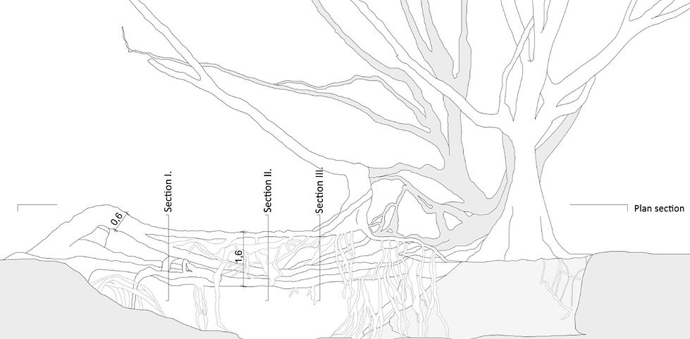 treee3_edited.jpg
