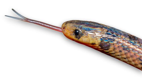 Atractus_paraguayensis_Coronel_Freitas_P