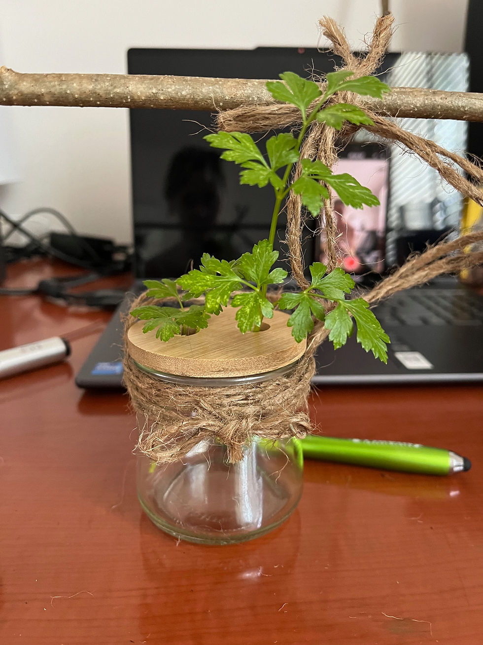 Plant Propagation Station Prototype - DIY With Chelsea