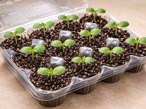 The Crucial Role of Temperature and Humidity in Successful Indoor Seed Starting