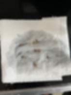 Sprouting in Paper Towel