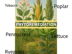 Phytoremediation