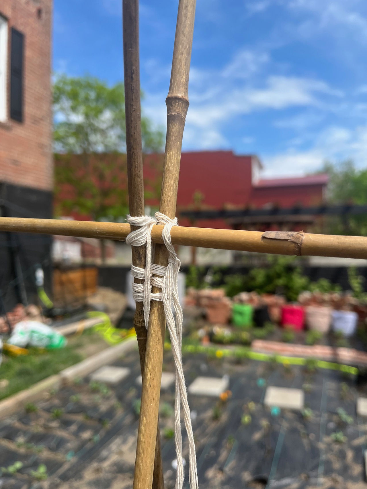 bamboo trellis close up