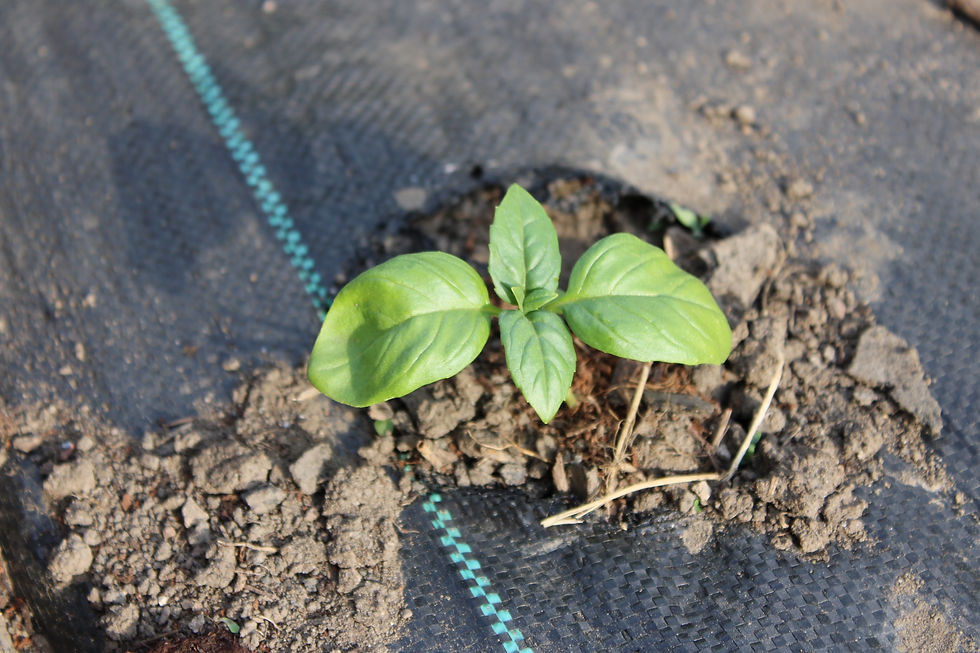 Basil Seedling Transplanted Outdoors